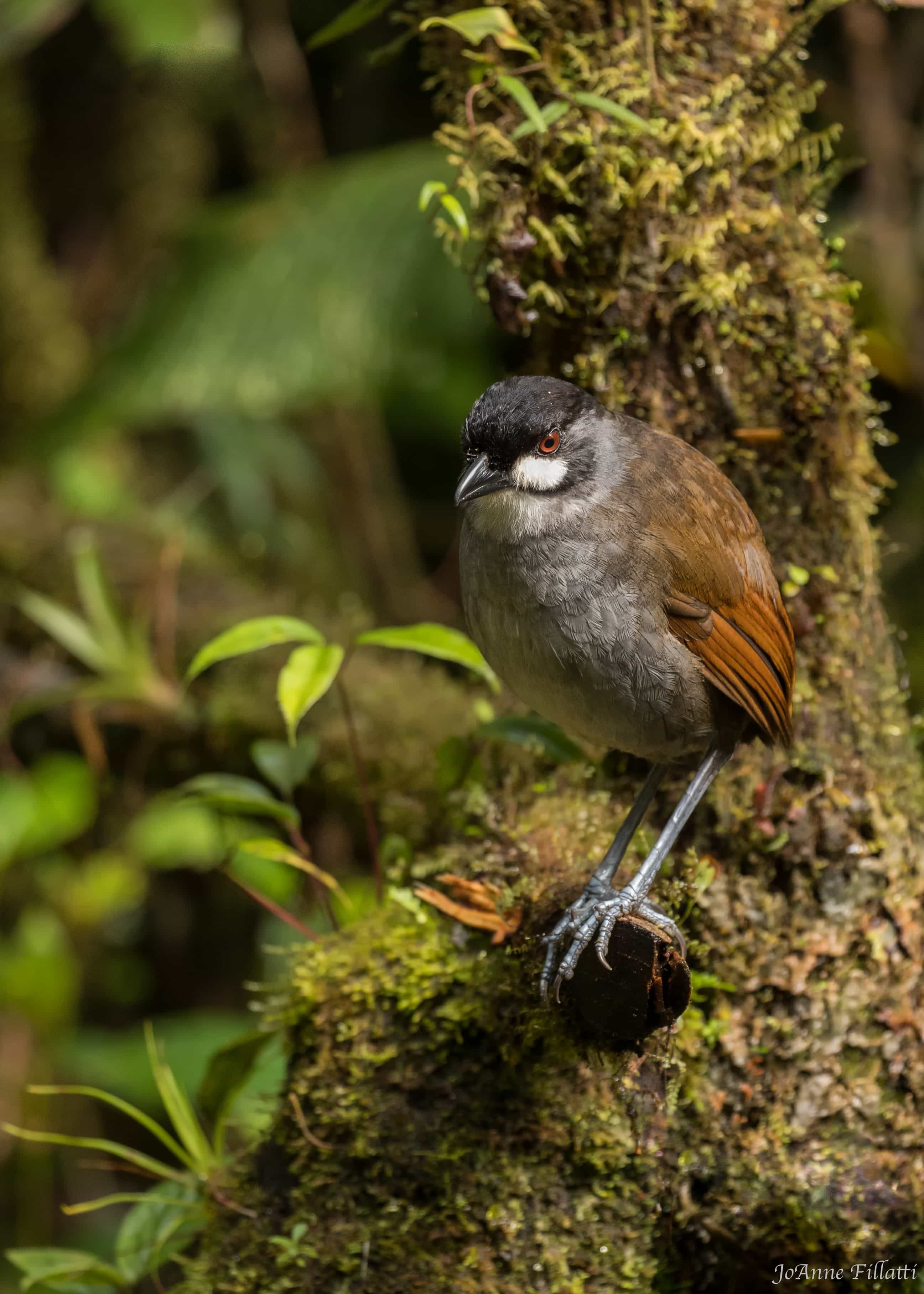 bird of ecuador image 7